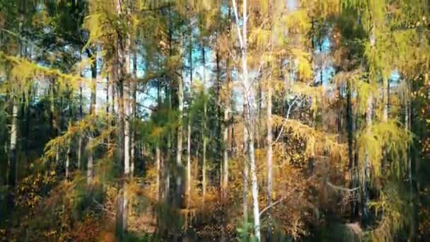 Aerial View Rural Road Black Car Yellow Orange Autumn Forest — Stock Video