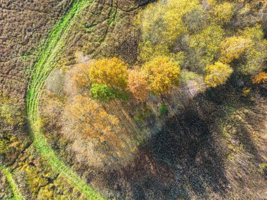 AERIAL Ormanı 'nın muhteşem sonbahar gölgeleri ve ağaç tepelerinin altında saklanan yollar. Sonbahar mevsiminde renkli yaprakları olan orman ağaçları. Sonbahar mevsiminde yaprakları değiştiren çarpıcı renk paleti.