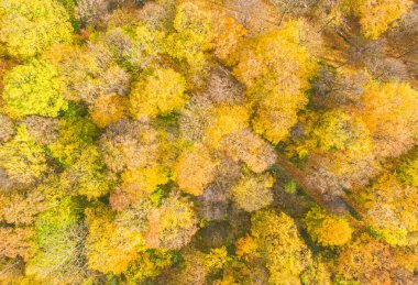 AERIAL Ormanı 'nın muhteşem sonbahar gölgeleri ve ağaç tepelerinin altında saklanan yollar. Sonbahar mevsiminde renkli yaprakları olan orman ağaçları. Sonbahar mevsiminde yaprakları değiştiren çarpıcı renk paleti.