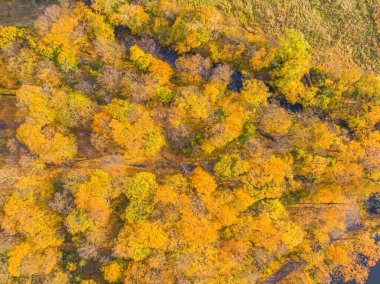 Sarı ve turuncu sonbahar ormanları olan kırsal bir yolun havadan görünüşü. Güzel sonbahar manzarası. Dağ yolunda uçan bir dron..