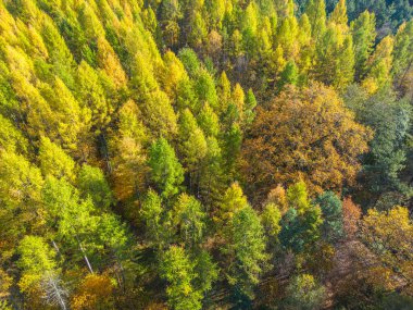Sarı ve turuncu sonbahar ormanları olan kırsal bir yolun havadan görünüşü. Güzel sonbahar manzarası. Dağ yolunda uçan bir dron..