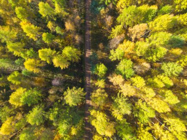 Sarı ve turuncu sonbahar ormanları olan kırsal bir yolun havadan görünüşü. Güzel sonbahar manzarası. Dağ yolunda uçan bir dron..
