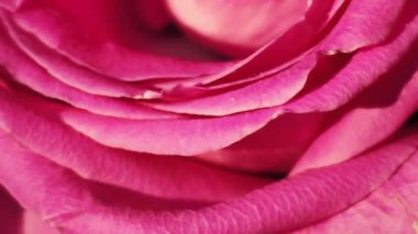 Yumuşak renklerde pembe güller, arka plan için bulanık biçimli.