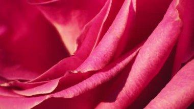 Yumuşak renklerde pembe güller, arka plan için bulanık biçimli.