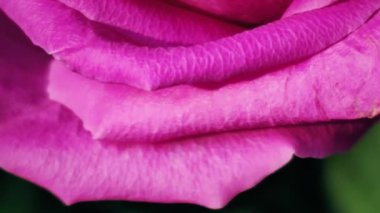 Yumuşak renklerde pembe güller, arka plan için bulanık biçimli.