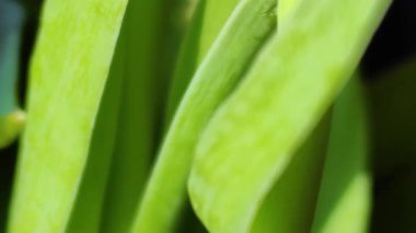 Pembe Lale bulanık arka plan, portre, pastel mercan renk tonları içinde. Yatay çiçek poster, duvar kağıdı veya tatil kartı yumuşak güneş ışığı ile bahçede taze bahar çiçek.