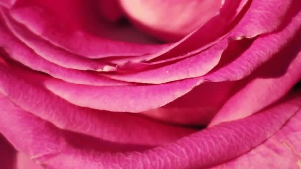 粉红玫瑰 色泽柔和 背景为模糊型 — 图库视频影像