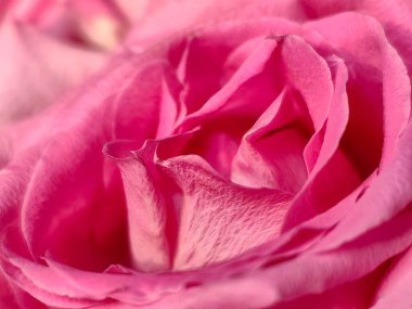 Pembe bir güle yaklaş.