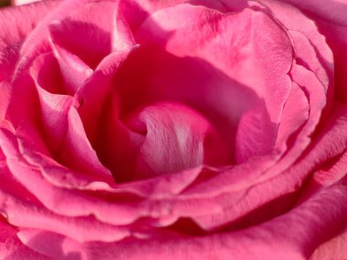 Pembe bir güle yaklaş.