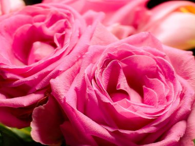 Rose Ranunculus çiçek yaprakları, yakın plan. İranlı düğün çiçekleri çiçek açar, yakın çekim, makro. Güzel bir tatil çiçeği arkaplanı. Botanik afiş yazdırma arkaplanı.