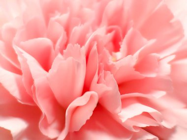 Beyaz arka planda izole edilmiş narin, pembe başlı çiçek. Reklam ve ambalaj tasarımı için güzel bir kompozisyon. Düz yatış, üst görünüm