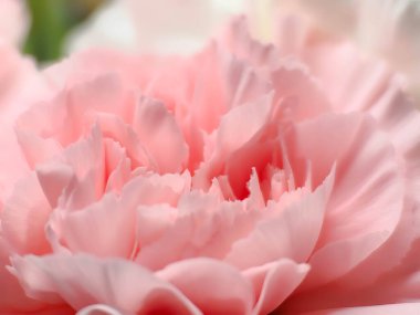 Arka plan olarak güzel yaz çiçekleri. Çiçeklerin açtığı narin güller şenlik arka planı, pastel rengi ve çiçek buketi kartı..