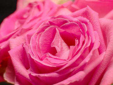 Taze koyu kırmızı güller Sevgililer Günü için doku arkaplanını kapat