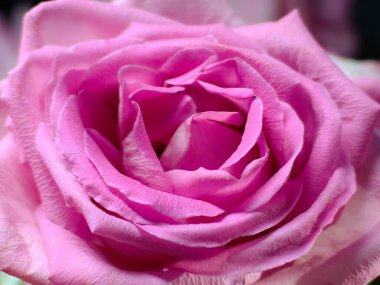 Taze koyu pembe güller Sevgililer Günü için doku arkaplanı kapat