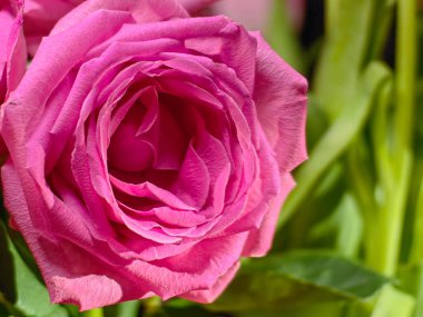 Su damlalarındaki güzel kırmızı gül, kırmızı gül yapraklarının üzerine su damlaları.