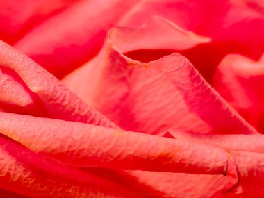 Güzel pembe bir gül. Yakından.