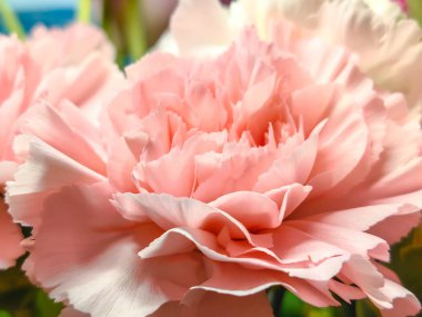 Masaya yakın plan bej karanfil çiçeği. Uzayı kopyala Tatil kartı. Anneler günü kartpostalı. Uluslararası Kadın Günü. Nazik kız şablonu. Minimalist. Eski tarz. Foamiran maddi hobisi. ÇEVİR.