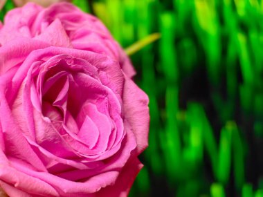 Hassasiyet pembe gülü kapatın. Arka planda yumuşak renk çiçek ve stil bulanıklık. Makro fotoğraf taze gül.