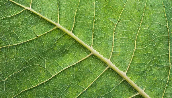 stock image leaf vein abstract natural pattern background. diagonal stem line. green eco environmental and earth conservation concepts.