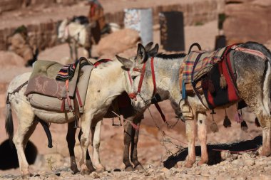 Ürdün, Petra 'da hayvan taşıyıp paketlemek için çalışan eşekler. Kalıcı hayvanlar, dağlardaki antik Nabatean şehrinde turistleri taşımak için kullanılırdı..
