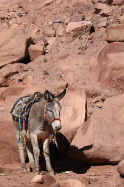 Ürdün, Petra 'da hayvan taşıyıp paketlemek için çalışan eşekler. Kalıcı hayvanlar, dağlardaki antik Nabatean şehrinde turistleri taşımak için kullanılırdı..