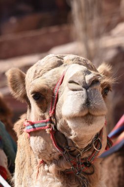 Nabe Petra antik şehrinde Dromedary devesi. Ziyaretçiler için turistik eğlence ve ulaşım. Bir çöl gemisi, kervanlarla seyahat ediyor..