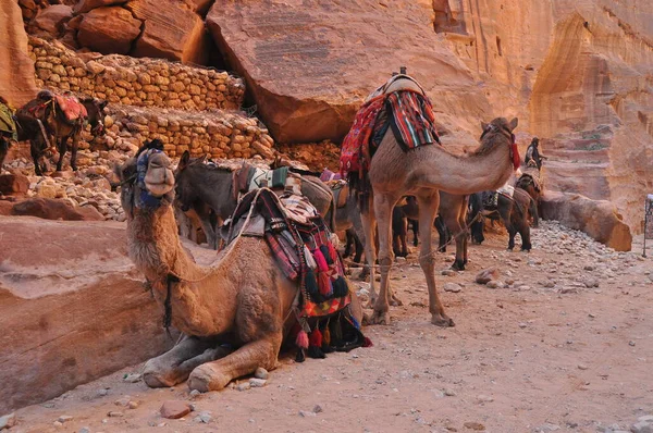 Dromedario Camello Antigua Ciudad Nabe Petra Atracción Turística Transporte Para —  Fotos de Stock