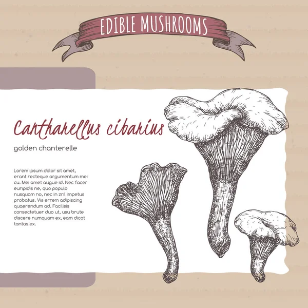 Cantharellus Cibarius又名金色的长线草图在纸板背景上 食用蘑菇系列 对烹调 传统医学 园艺都有好处 — 图库矢量图片