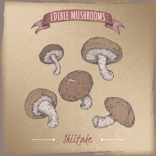 Lentinula Edodes Aka Shiitake Cor Esboço Fundo Vintage Série Cogumelos Gráficos De Vetores