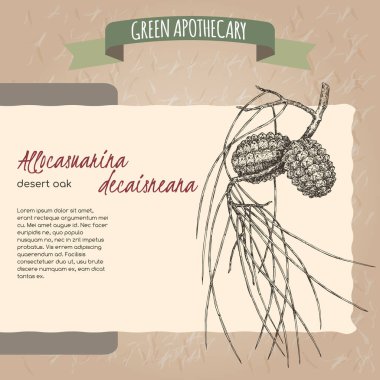 Desert Oak namı diğer Allocasuarina decaisneana eskizi. Eski kağıt üzerine. Yeşil eczacılık serisi. Geleneksel tıp, parfüm tasarımı, yemek pişirme ve bahçe işleri için harika..