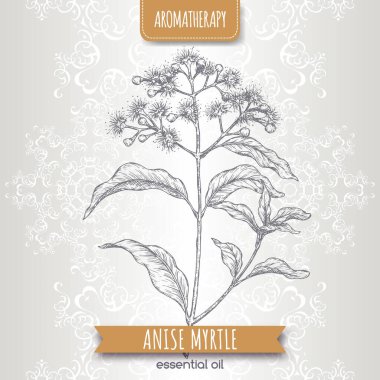 Anise Myrtle namı diğer Syzygium anisatum eskizi zarif bir dantel arka plan üzerine. Geleneksel tıp, parfüm tasarımı, yemek pişirme ve bahçe işleri için harika..