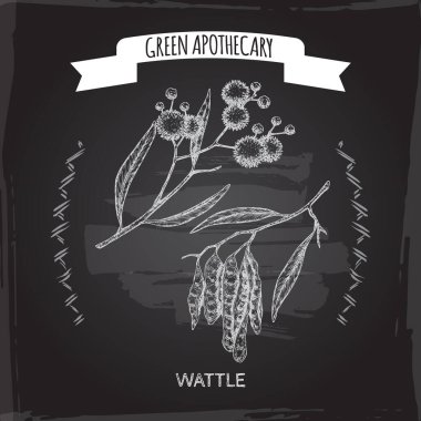 Wattle namı diğer Acacia Murrayana, siyah arka plan eskizi. Yeşil eczacılık serisi. Geleneksel tıp, parfüm tasarımı, yemek pişirme ve bahçe işleri için harika..