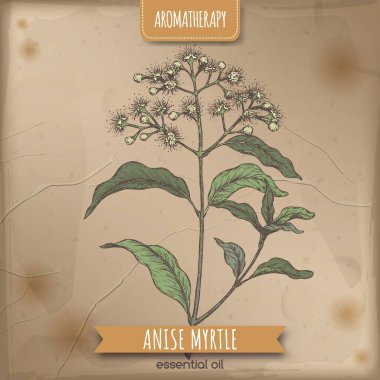 Anise Myrtle namı diğer Syzygium anisatum renkli eskiz zarif dantel arka planda. Geleneksel tıp, parfüm tasarımı, yemek pişirme ve bahçe işleri için harika..