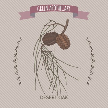 Desert Oak namı diğer Allocasuarina decaisneana skeci. Yeşil eczacılık serisi. Geleneksel tıp, parfüm tasarımı, yemek pişirme ve bahçe işleri için harika..