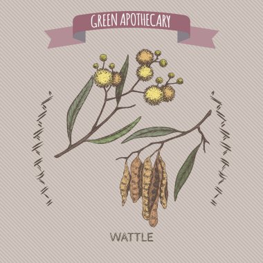 Wattle namı diğer Acacia murrayana renk skeci. Yeşil eczacılık serisi. Geleneksel tıp, parfüm tasarımı, yemek pişirme ve bahçe işleri için harika..