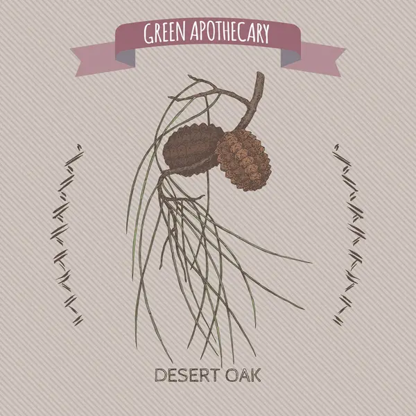 Desert Oak namı diğer Allocasuarina decaisneana skeci. Yeşil eczacılık serisi. Geleneksel tıp, parfüm tasarımı, yemek pişirme ve bahçe işleri için harika..