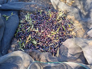 Zeytin ağacından toplanan zeytinler değirmene götürülmeye hazırlanıyor.