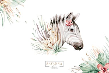 Afrika suluboya savana zebra hayvanı. Afrika Safari şirin hayvan portresi. Duvar kağıdı baskısı, ambalaj, davetiyeler, düğün tasarımı için mükemmel.