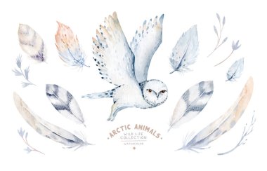 Orman çizgi filmi, kutup baykuşları için şirin bebek kutup baykuşu çocuk yuvası resimlerini izole etti. Suluboya çocuk yuvası çizimi, bebek odası posteri için mükemmel bir görüntü, desen.