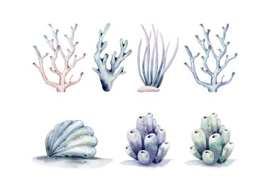 Farklı deniz kabukları, mercanlar ve deniz yıldızları. Deniz altındaki suluboya okyanus çizimleri