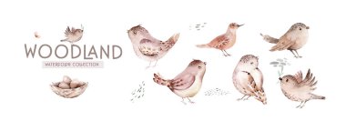 Kuş seti suluboya çizimi. Finch, kırmızı kardinal, doğu mavi kuş, ispinoz, bülbül, çalıkuşu. Gerçekçi bahçe ve orman kuşları koleksiyonu. Beyaz arka bahçedeki kuş seti