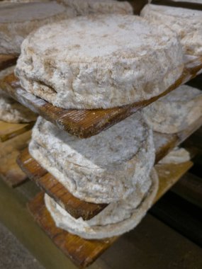 Savoy 'dan gelen olgun Tome Fransız peynirinin mahzendeki özel ahşap raflardaki görüntüsünü kapatın.