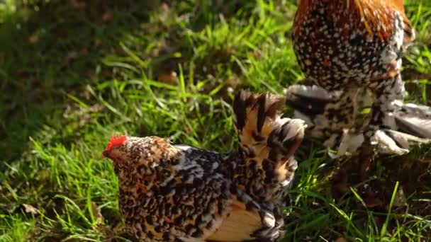 Miniaturowy Dekoracyjny Booted Bantam Kurczaka Trawie Życie Wsi Hodowla Zwierząt — Wideo stockowe