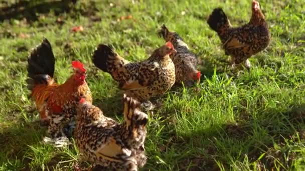 Красивая Декоративная Курица Бантам Траве Сельская Жизнь Разведение Сельских Животных — стоковое видео