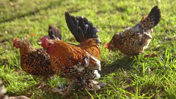 一个漂亮的装饰踢在草地上的板糖鸡 农村生活 国内的家禽养殖 — 图库视频影像