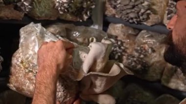 Çiftçinin mantarlı mantarı mantarla karşılaştırdığı dikiz manzarası. Organik tarım tarım çiftliği..