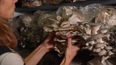 Mantar serasında istiridye mantarı toplayan çiftçi kadının arka görüntüsü. Organik tarım tarım çiftliği..