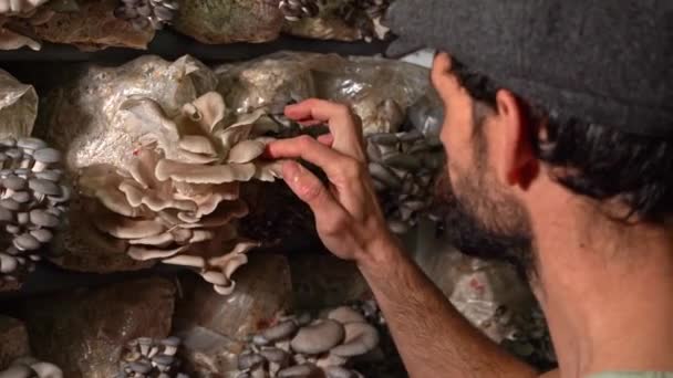 农民对照蘑菇温室检查牡蛎蘑菇的后视镜 有机种植农场业务 — 图库视频影像