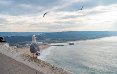 Güzel bir martı sahilin arka planında ve Portekiz 'in Nazare şehrinin aşağısında duruyor. Yukarıdan görüntüle