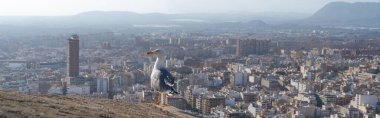 Önplanda Alicante şehri ve martının panoramik görünümü